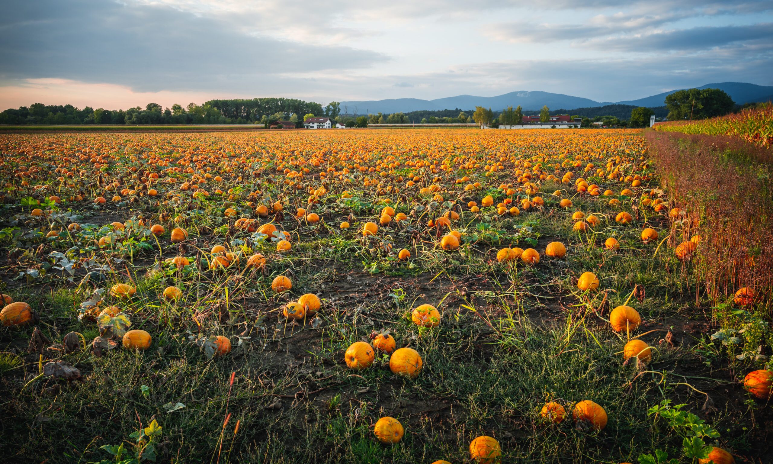 Pumpkin patch on a late afternoon in early fall. Pumpkin field with evening sun. Field with pumpkins at sunset in Bavaria Germany.